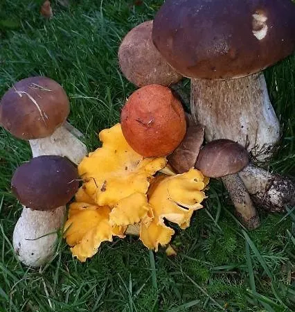 Dom wakacyjny Agroturystyka Skoszewo