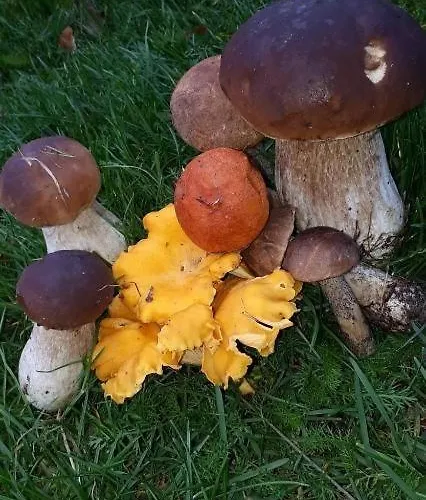 Semesterbostad Agroturystyka Skoszewo